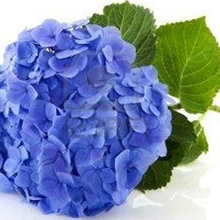 Villa Les Hortensias B&B Arcangues Buitenkant foto