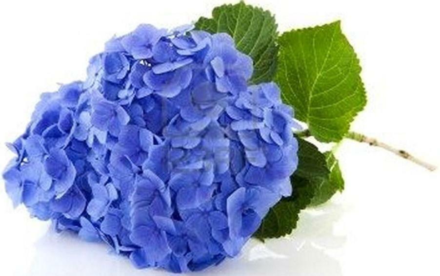 Villa Les Hortensias B&B Arcangues Buitenkant foto