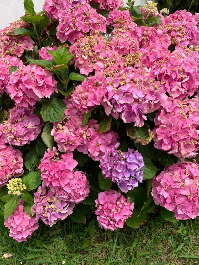 Villa Les Hortensias B&B Arcangues Buitenkant foto